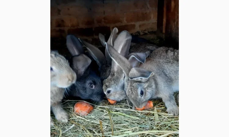 Продам кроленят Фландерів - фото № 1