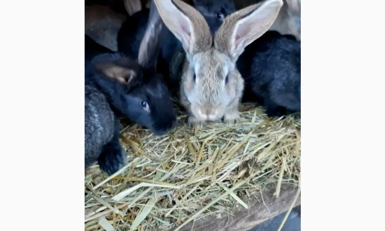 Продам кроленят Фландерів - фото № 3