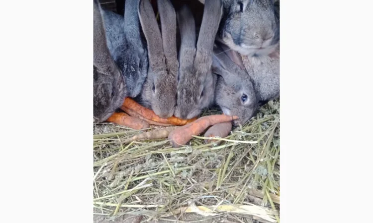 Кролики - фото № 1