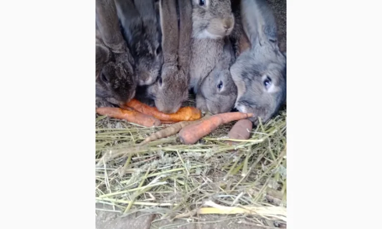 Кролики - фото № 2