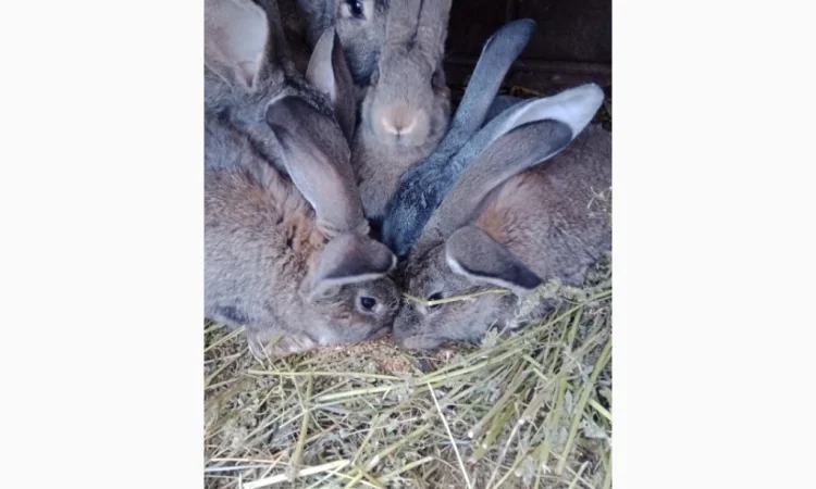 Кролики - фото № 4