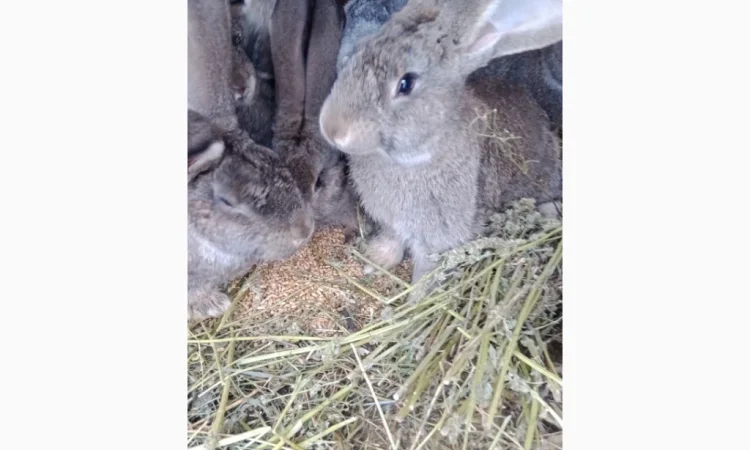 Кролики - фото № 5