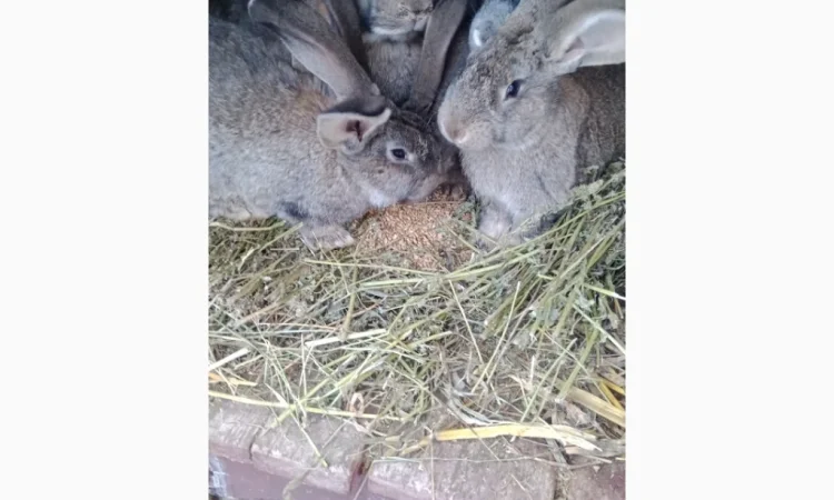 Кролики - фото № 7