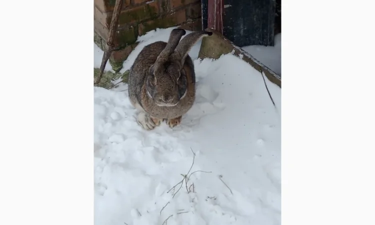 Кролики - фото № 9