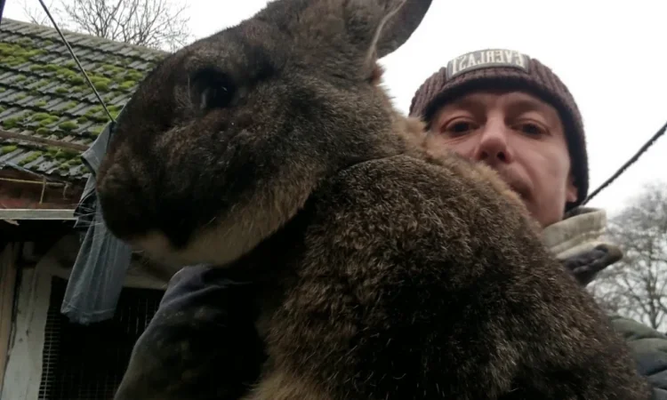 Кролики - фото № 10