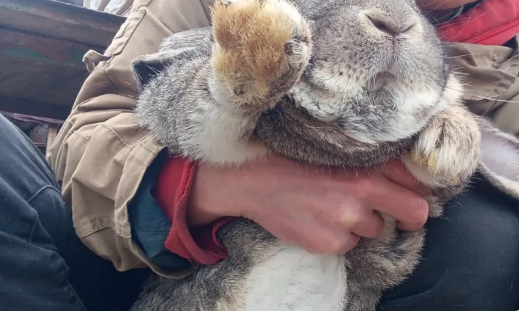 Кролики - фото № 11