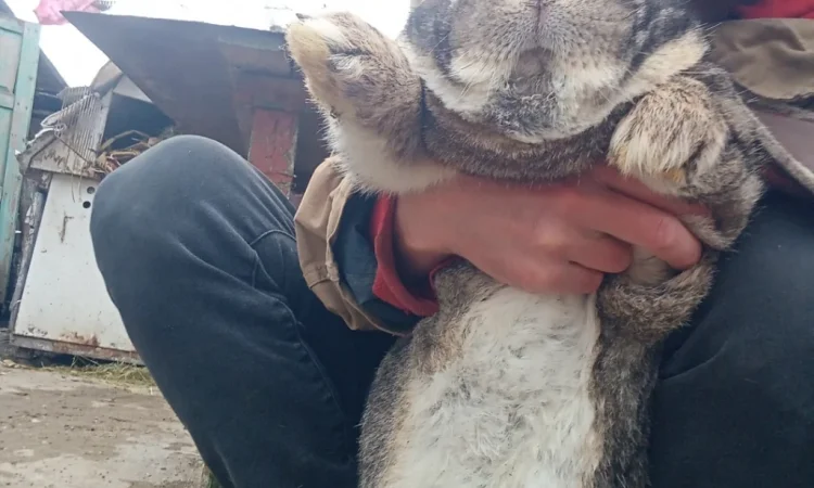 Кролики - фото № 12