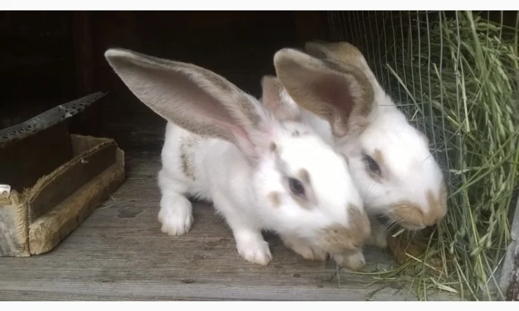 Продаю кроликів - фото № 2