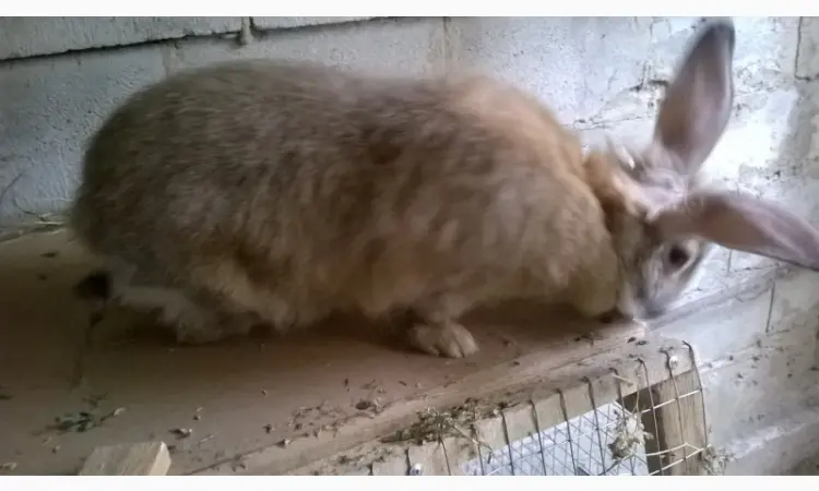 Продаю кроликов - фото № 3