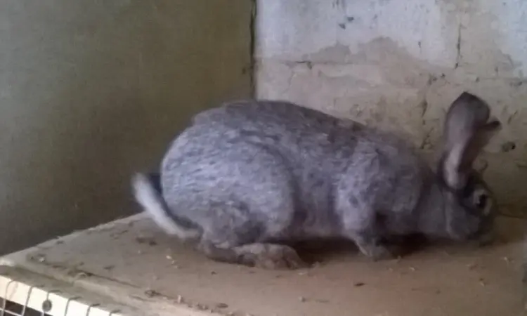 Продаю кроликов - фото № 4