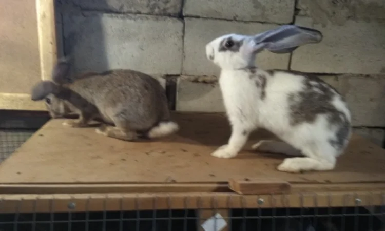 Продаю кроликів - фото № 5