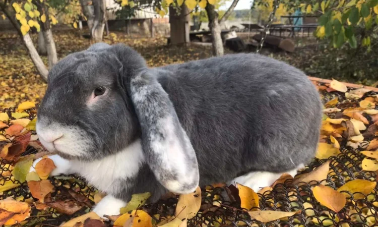 Продам кролів великої породи - фото № 2