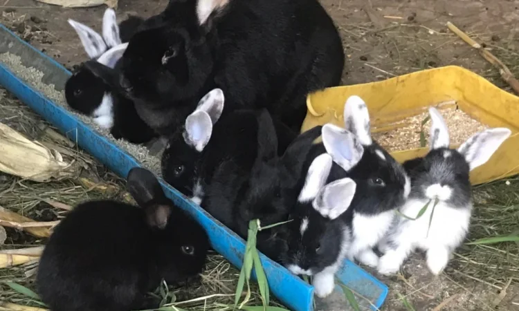 Продам кролів великої породи - фото № 5