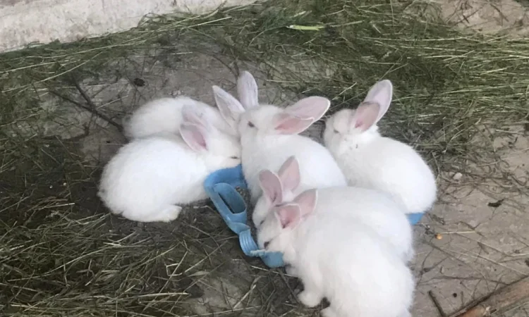 Продам кролів великої породи - фото № 6