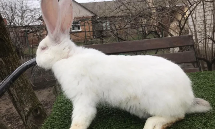Продам кролів великої породи - фото № 7