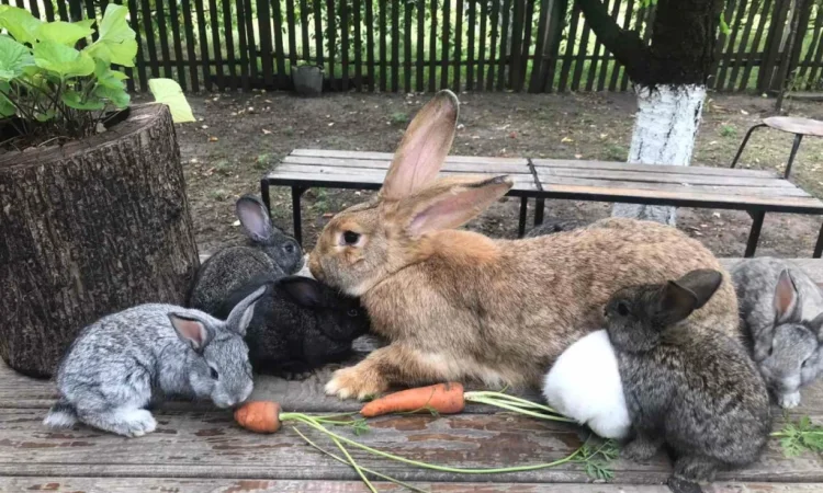 Продам кролів великої породи - фото № 8