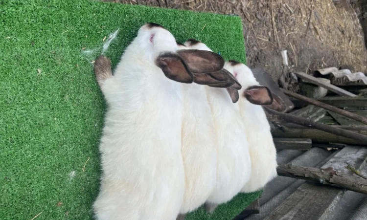 Кролики різних порід - фото № 3