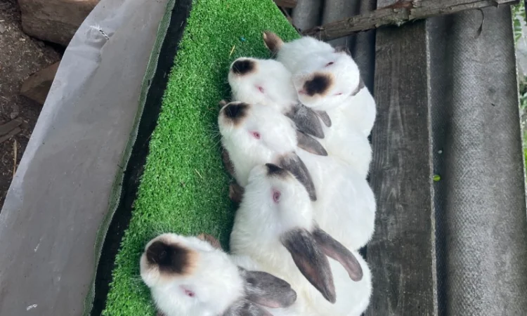 Кролики різних порід - фото № 4