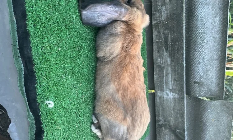 Кролики разных пород в продаже - фото № 6