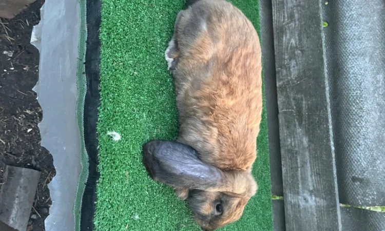 Кролики разных пород в продаже - фото № 7