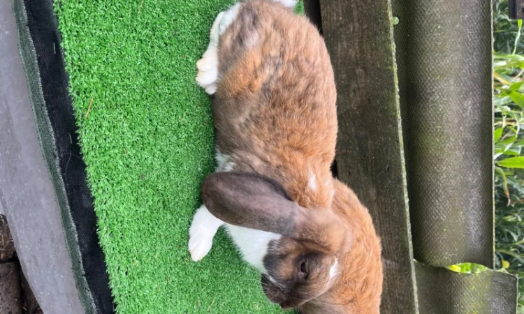 Кролики різних порід - фото № 8