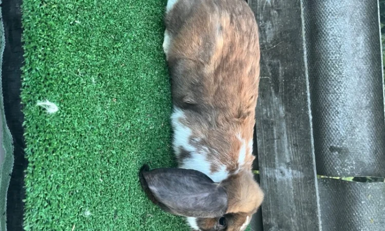 Кролики різних порід - фото № 9