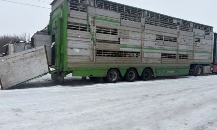 Послуги скотовоза для перевезення худоби - фото № 1