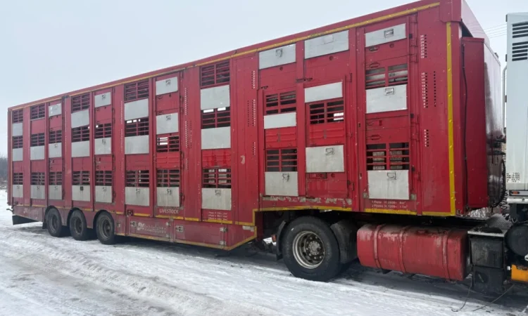 Послуги скотовоза для перевезення худоби - фото № 2