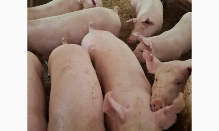 Продаются молодые свиноматки для разведения - фото № 1