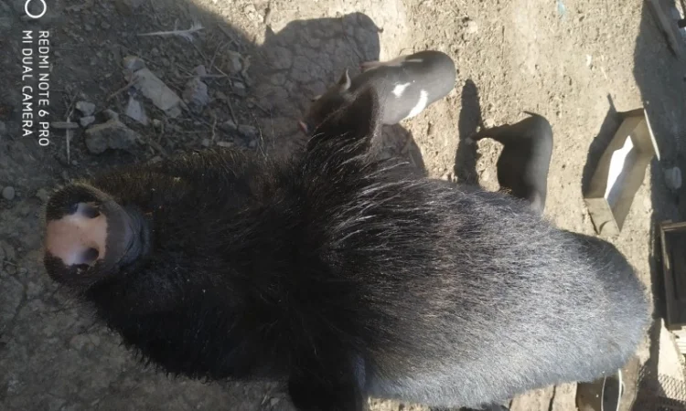 Продаются вьетнамские свиньи разных возрастов - фото № 1