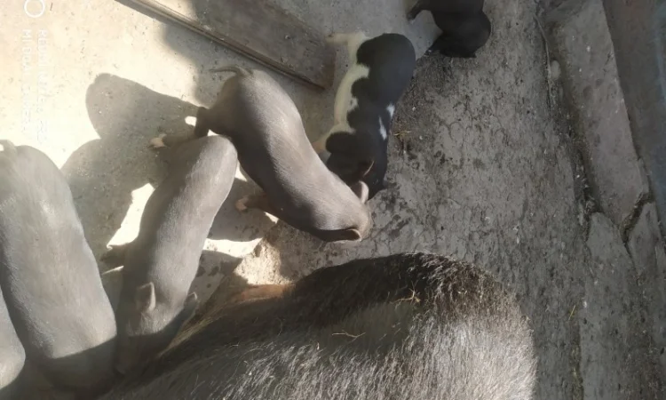 Продаются вьетнамские свиньи разных возрастов - фото № 2