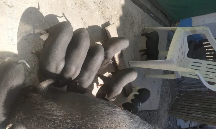 Продаются вьетнамские свиньи разных возрастов - фото № 3