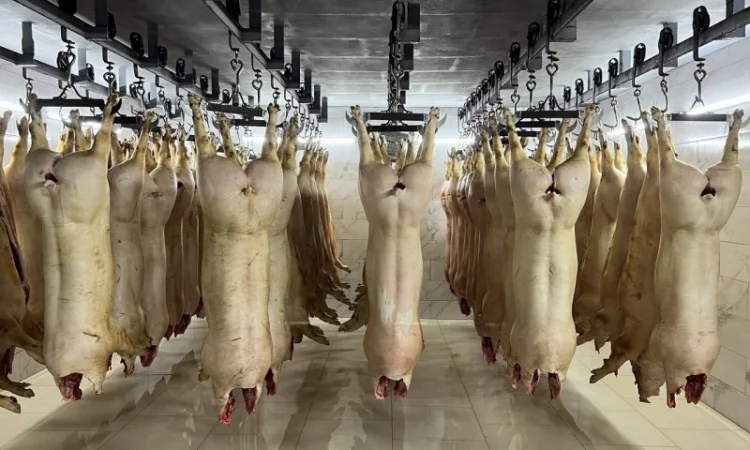 Продам охолоджені свиней від 20 тонн від постачальника - фото № 1