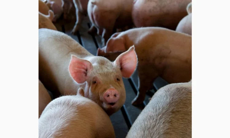 ЗАКУПОВУЄМО по всій території України 24/7 - фото № 1