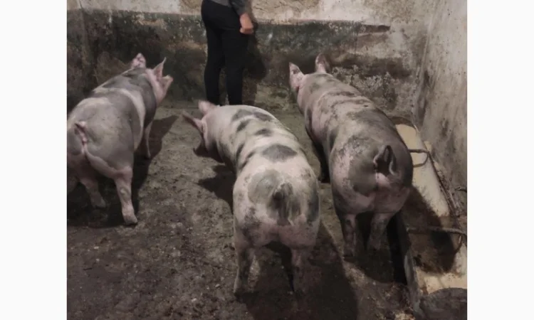 Бойня ТОВ «МʼясОпТорг» закуповує свиней та свиноматки - фото № 3