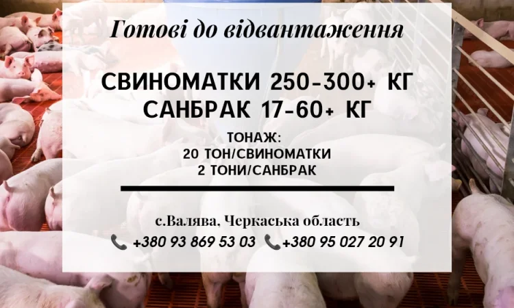 Свині на продаж - фото № 1