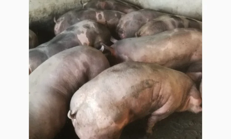 Продаю свиней - фото № 1