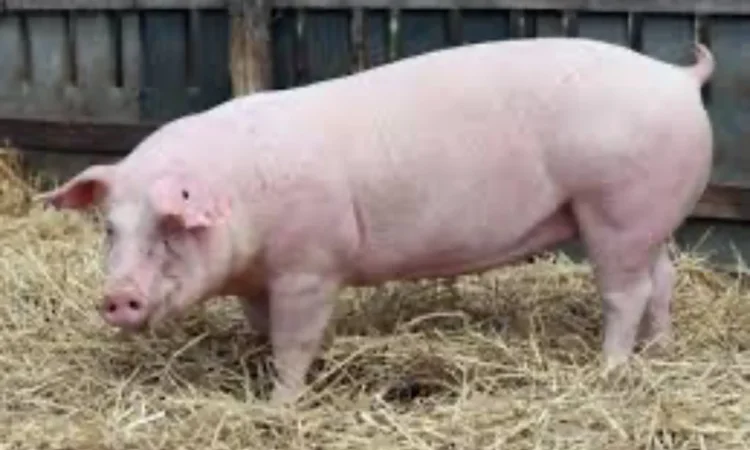 Куплю свиней живою вагою от 50 гол и выше разных весовых категорий - фото № 1