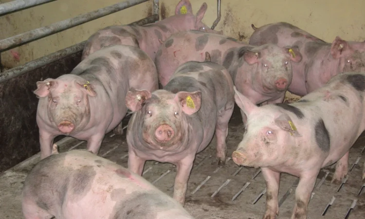 Харківський м'ясокомбінат приймає свиней ВРХ та баранів на закупівлю - фото № 1