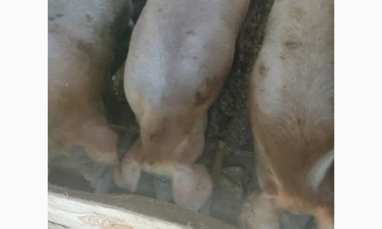 Продаются органические свиньи живым весом - фото № 1