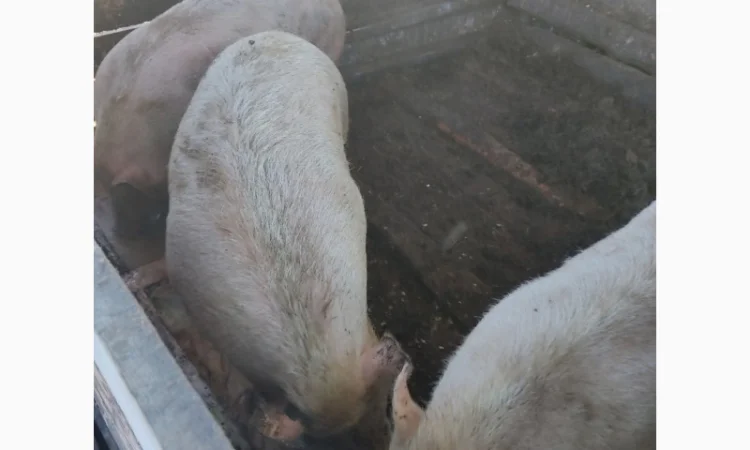 Продаются органические свиньи живым весом - фото № 2