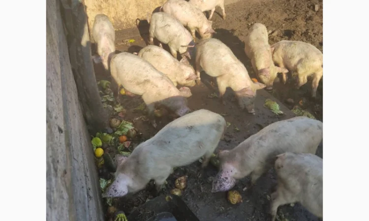 Продаются органические свиньи живым весом - фото № 3