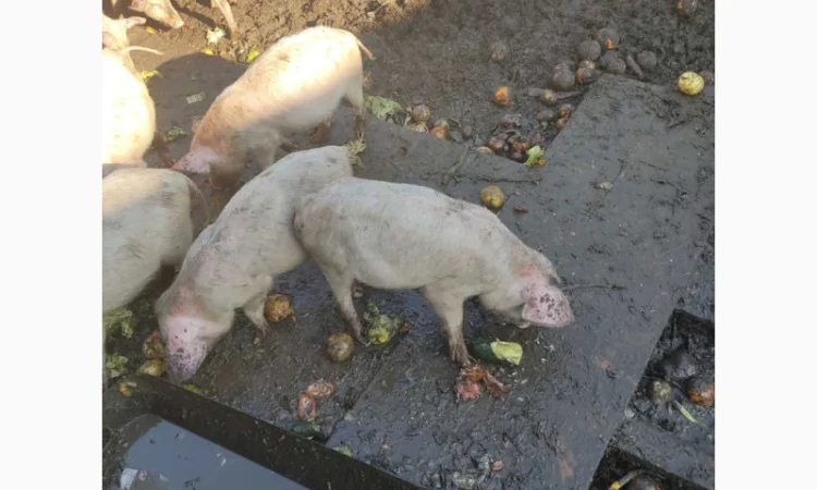 Продаются органические свиньи живым весом - фото № 4