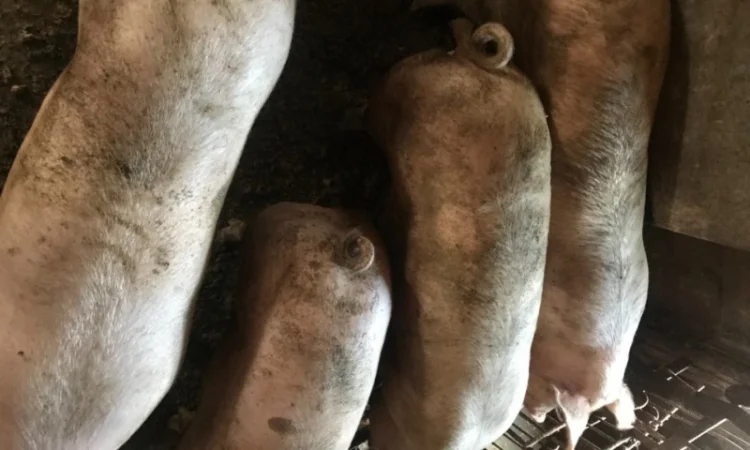 Покупаем свинок - фото № 1