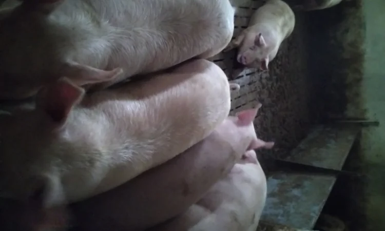 Продам свині - фото № 1