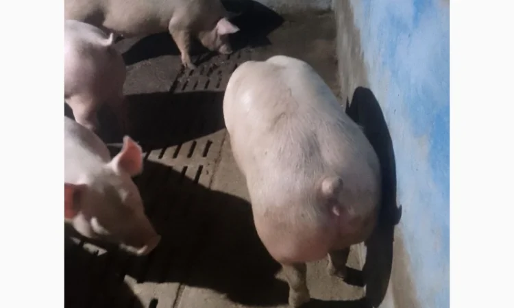 Куплю свиней свиноматок хряків - фото № 1