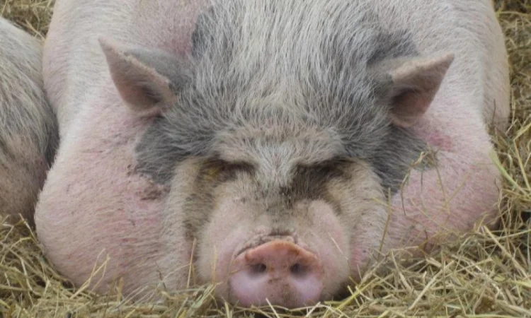 Куплю подрощенных свиней - фото № 1