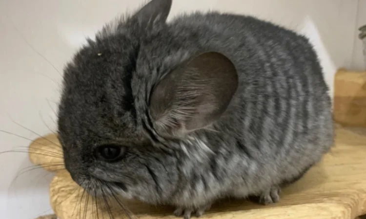 Шиншила ангора дівчинка - фото № 1