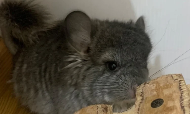 Шиншила ангора дівчинка - фото № 2