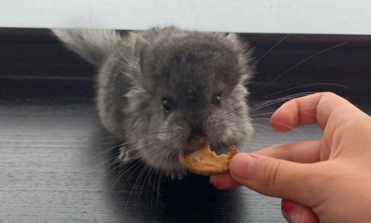 Шиншила ангора дівчинка - фото № 3